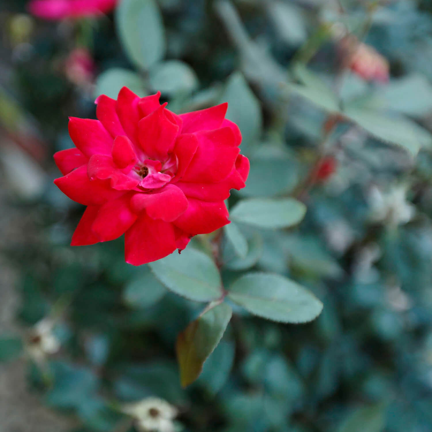 garden center image